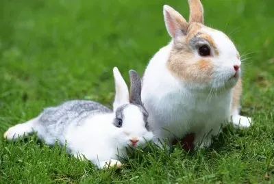 Aves  Animais