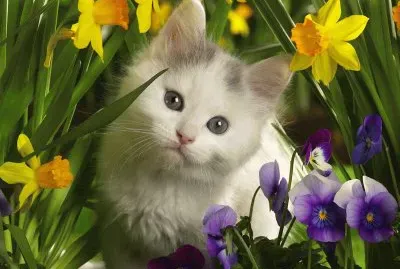 Animais