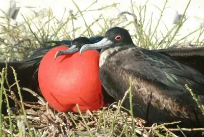 ×‘×¨×‘×•×¨ jigsaw puzzle