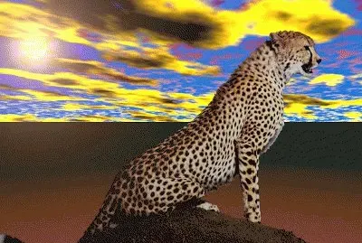 Leopardo