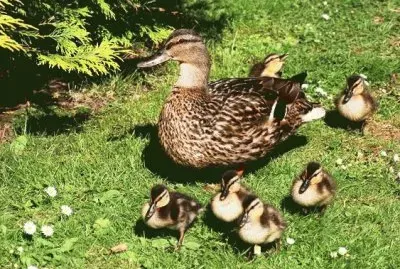 mom#185 jigsaw puzzle