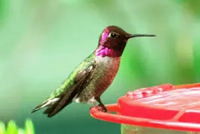 august29 jigsaw puzzle