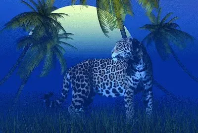 Leopard