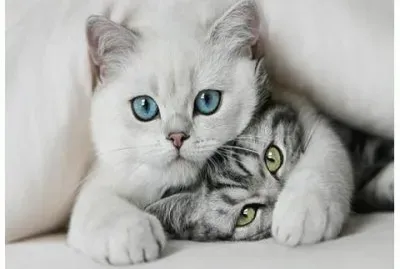 Gatitos