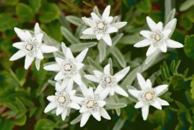 edelweiss jigsaw puzzle