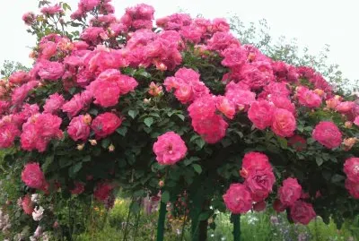 Roseira jigsaw puzzle