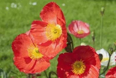 פאזל של pavots