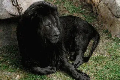 ×’×•×¨×™×œ×”