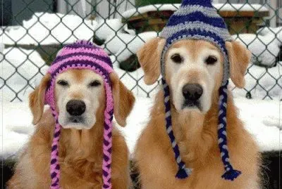 ×©× ×™ ×›×œ×‘×™×