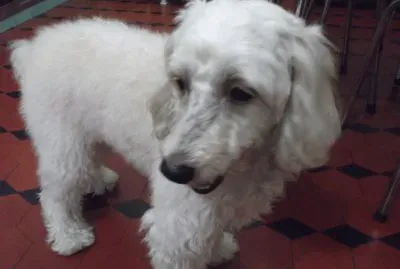 פאזל של beautiful