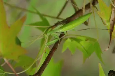 mante religieuse sur liquidambar aoÃ»t 2015