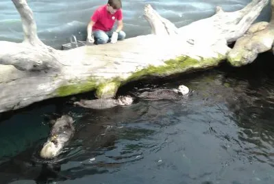 פאזל של oceanÃ¡rio