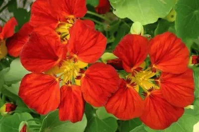 capucine jigsaw puzzle