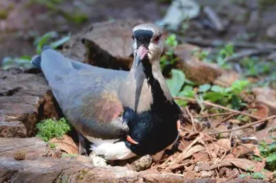 Quero-quero chocando jigsaw puzzle