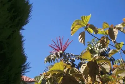 × ×•×£ jigsaw puzzle