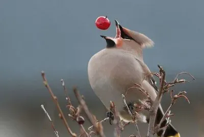 ×¦×™×¤×•×¨