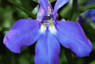 lobelia