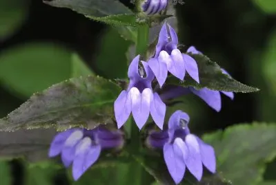 lobelia