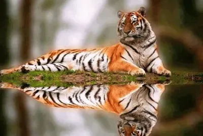 Reflejo
