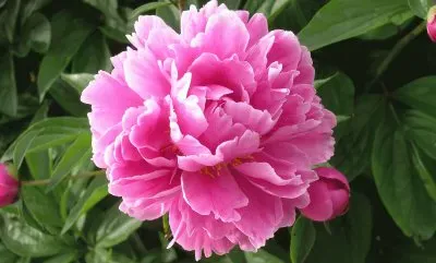 pivoine