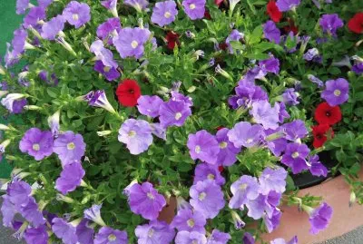 Flower jigsaw puzzle