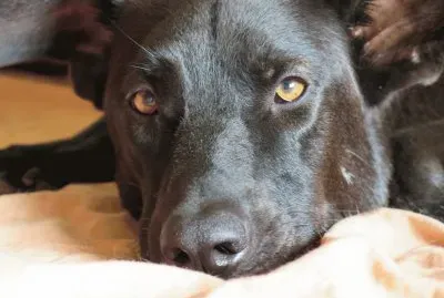 Dulce mirada de Sheldon