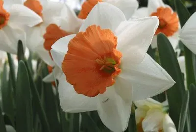 פאזל של Flores