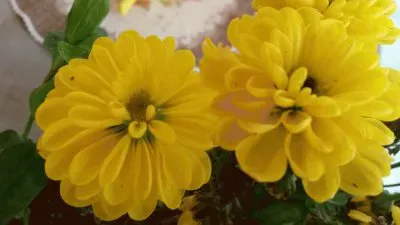 crisantemo jigsaw puzzle