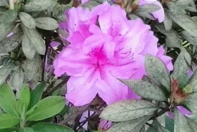 azalea jigsaw puzzle