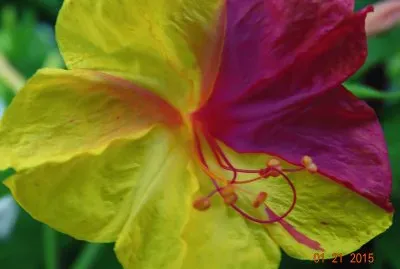 flor 07