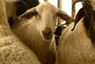 ×›×‘×©×™×