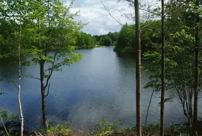 Summer 's day in the woods...got your fishing rod?