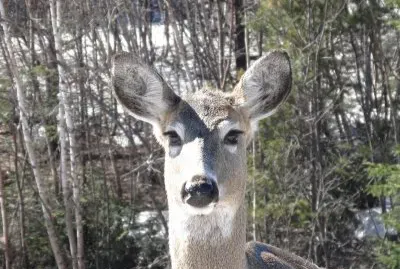 Hi there!   How 's she goin ' ?