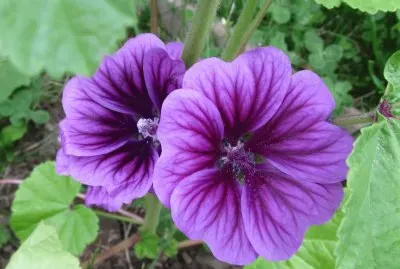 Perfectly purple flowers jigsaw puzzle