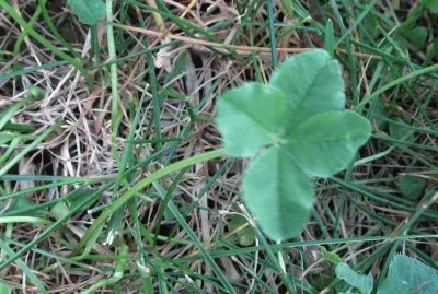 Another 4-leaf clover...good luck !
