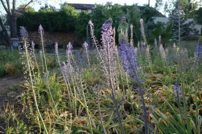 ×¤×¨×—×™×