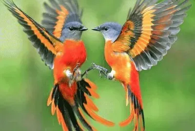 ×ª×•×›×™× jigsaw puzzle