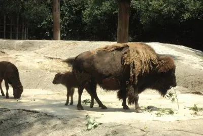 animales