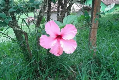 Hibisco rosa