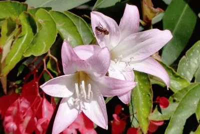 amarilis