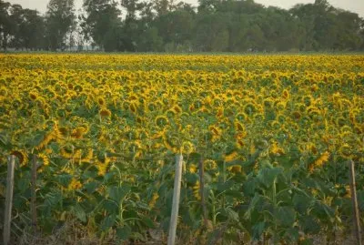 girasoles
