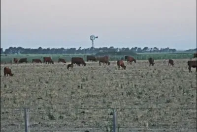 campo