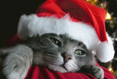 chat de NoÃ«l