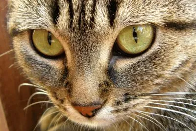 regard de chat