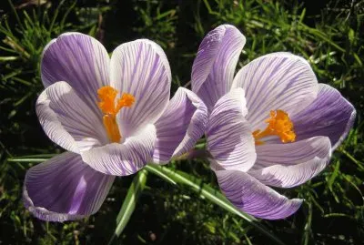 crocus