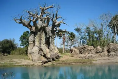 baobab