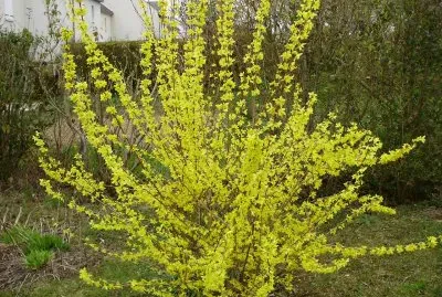 forsythia