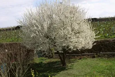 Prunus du jardin