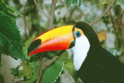 toucan