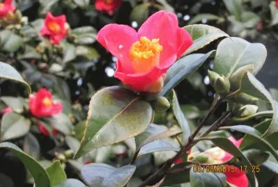 Camelia
